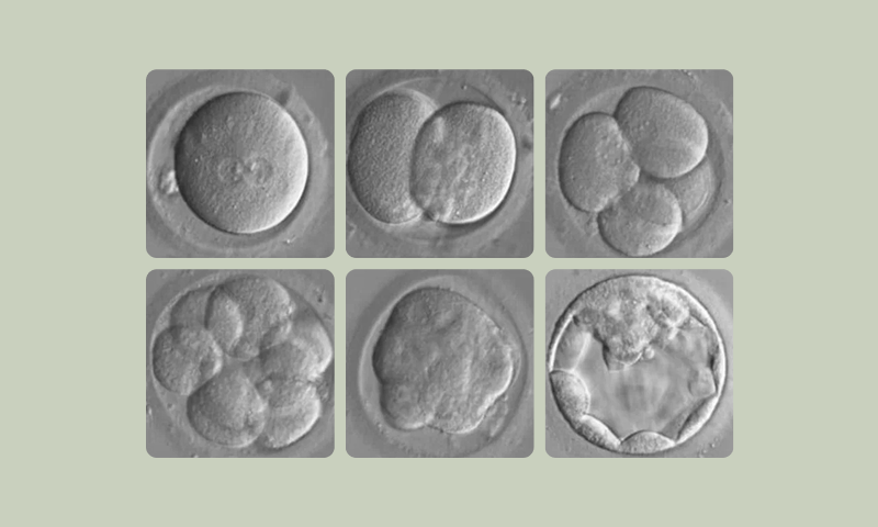How are embryos selected during IVF cycles?