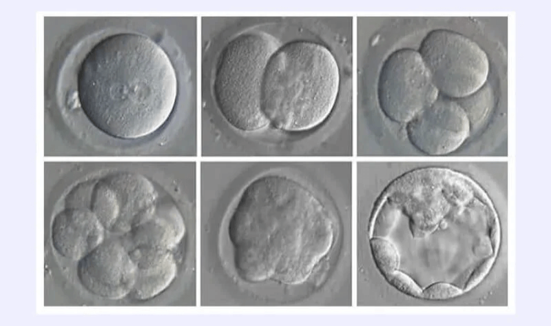 How are embryos selected during IVF cycles?